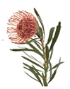 Protea Pin Cushion
