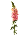 Snap Dragon
