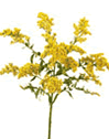 Solidaster & Solidago