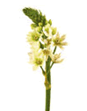 Star of Bethlehem.gif