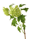 Viburnum