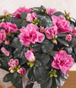 Azalea