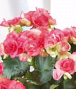 Begonia